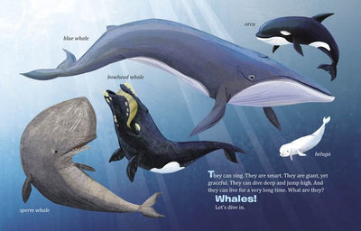 My Little Golden Book About Whales - Hardcover