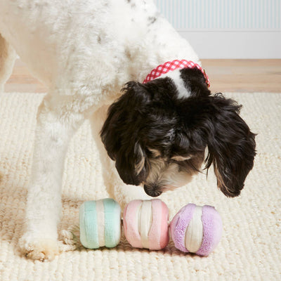 Macarons Interactive Snuffle Dog Toy by The Foggy Dog